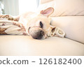 French bulldog 126182400