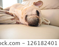French bulldog 126182401
