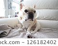 French bulldog 126182402