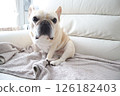 French bulldog 126182403