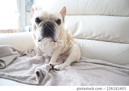 French bulldog French bulldog 126182403