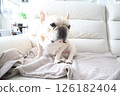 French bulldog 126182404