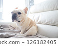French bulldog 126182405