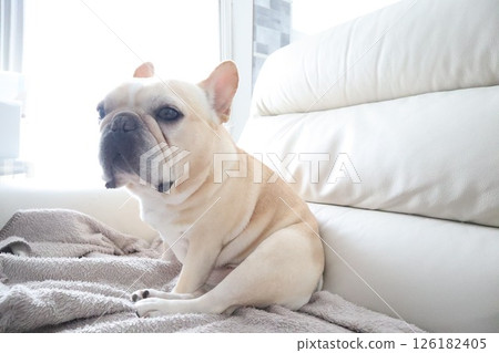 法國鬥牛犬 法國鬥牛犬 126182405