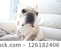 French bulldog 126182406