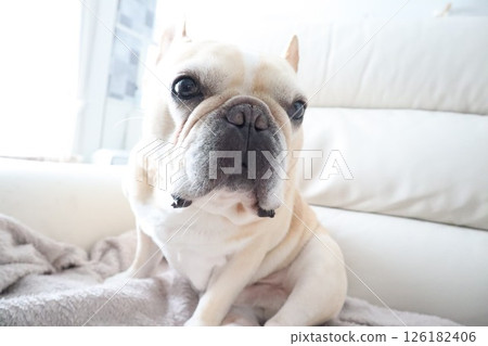 法國鬥牛犬 126182406