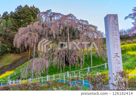 Cherry blossoms of the fall 126182414