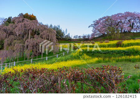 Landscape with rape flowers and cherry blossoms 126182415