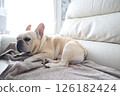 French bulldog 126182424