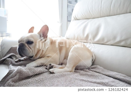 法國鬥牛犬 法國鬥牛犬 126182424