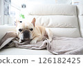 French bulldog 126182425