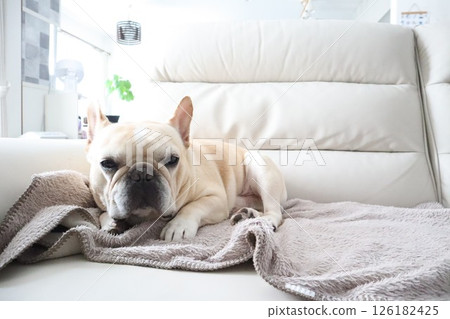 法國鬥牛犬 法國鬥牛犬 126182425