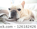 French bulldog 126182426