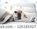 French bulldog 126182427