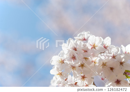 Cherry blossoms in full bloom bathed in the beautiful spring light 126182472