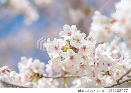 Cherry blossoms in full bloom bathed in the beautiful spring light 126182477