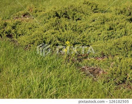 A beautiful, lush green landscape beautifully accentuated with vibrant yellow wildflowers 126182505