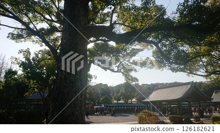 神社內的大樹 神社內的大樹 126182621