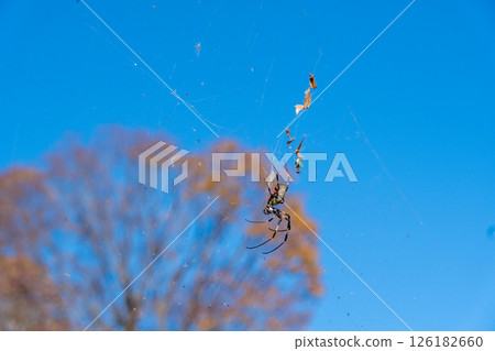 一隻結網並吃掉大量獵物的蜘蛛 一隻結網並吃掉大量獵物的蜘蛛 126182660