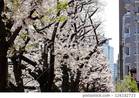 Tokyo cityscape: Cherry blossoms along Meguro River 126182715