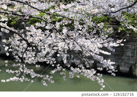 Tokyo cityscape: Cherry blossoms along Meguro River Tokyo cityscape: Cherry blossoms along Meguro River 126182716