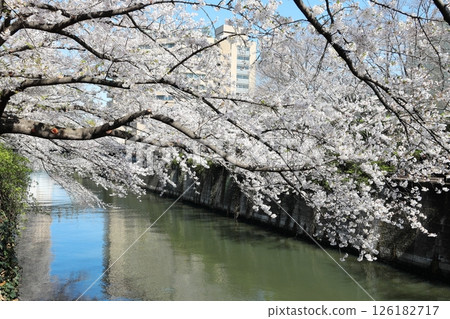 Tokyo cityscape: Cherry blossoms along Meguro River Tokyo cityscape: Cherry blossoms along Meguro River 126182717