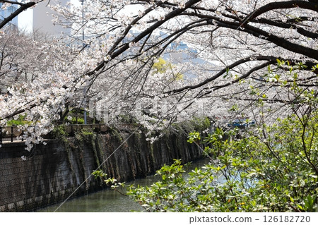 東京城市景觀：目黑川沿岸的櫻花 126182720