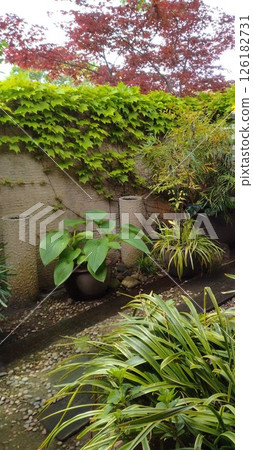 Garden with lush green leaves 126182731