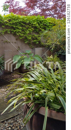 Garden with lush green leaves 126182738