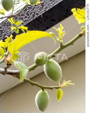 Plum seed ome 126182775