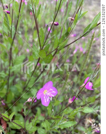 Pink flower blooming in the field Pink flower blooming in the field 126182897