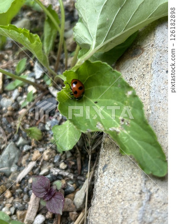 Ladybug insect leaves 126182898
