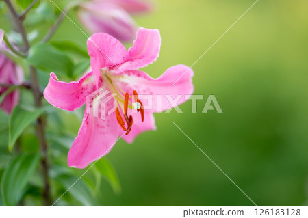Pink lilies surrounded by greenery Pink lilies surrounded by greenery 126183128