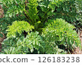 A lush carrot field in March 126183238