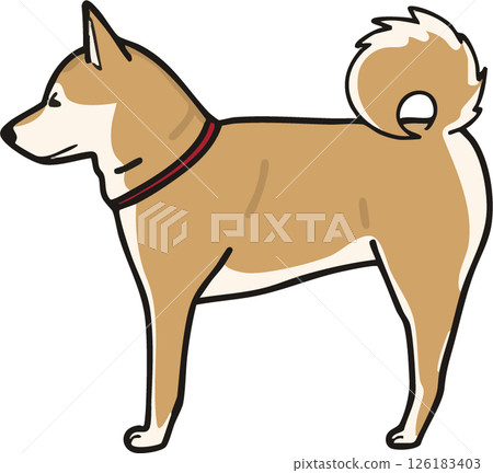 從側面看可愛的柴犬的插圖 126183403