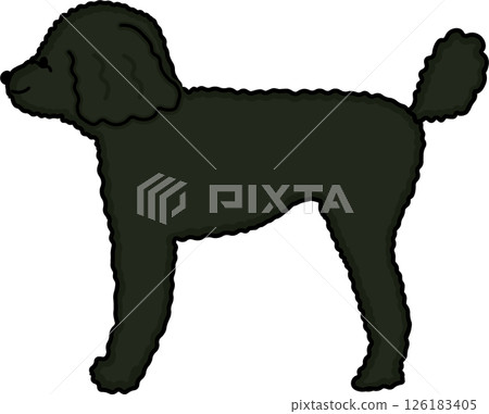 Side view of a black, high-body toy poodle Side view of a black, high-body toy poodle 126183405