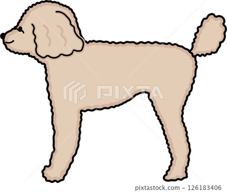 Side view of a cream-colored, high-backed toy poodle 126183406