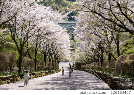 神奈川縣立相川公園的春天（神奈川縣相川市） 126183407