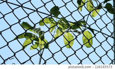 Plants seen through the fence Plants seen through the fence 126183573