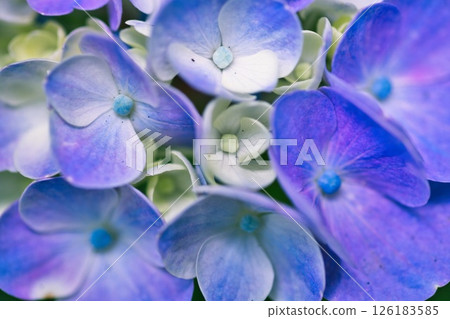 Close-up of blue hydrangea Close-up of blue hydrangea 126183585
