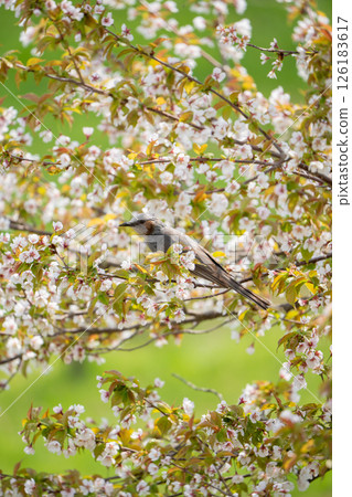 櫻花和棕色的眼睛 櫻花和棕色的眼睛 126183617