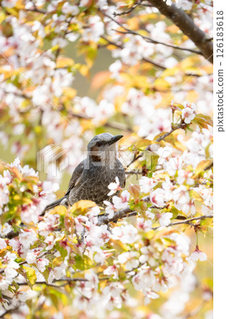 棲息在櫻桃樹的歌手 126183618
