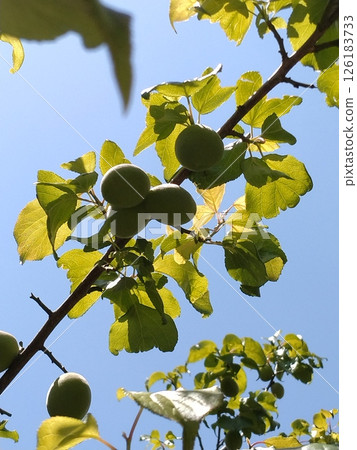 Plum seed ome Plum seed ome 126183733