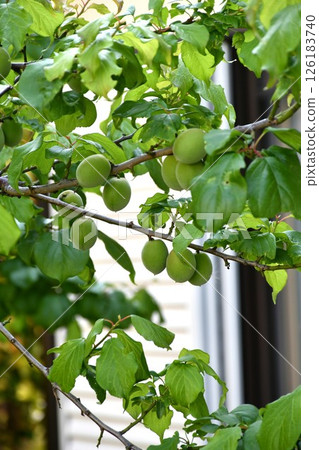 Plum seed ome 126183740