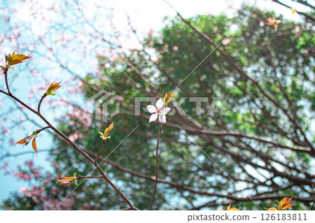 One cherry tree One cherry tree 126183811