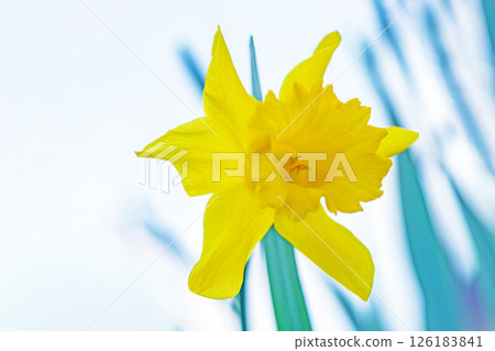 Flowers around the house, various in the four seasons. Beautiful yellow daffodil flowers bloomed in the flowerbed in the park in early spring. 126183841
