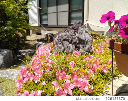 Satsuki gardening in full bloom Satsuki gardening in full bloom 126183870