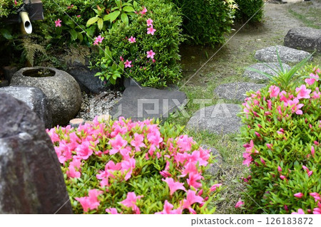 Satsuki gardening in full bloom Satsuki gardening in full bloom 126183872