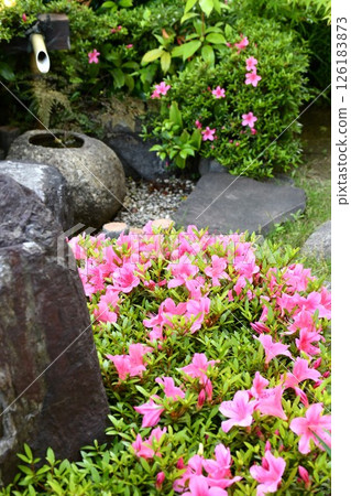 Satsuki gardening in full bloom Satsuki gardening in full bloom 126183873