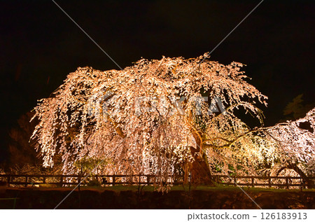 弘前公園的櫻花燈飾 126183913